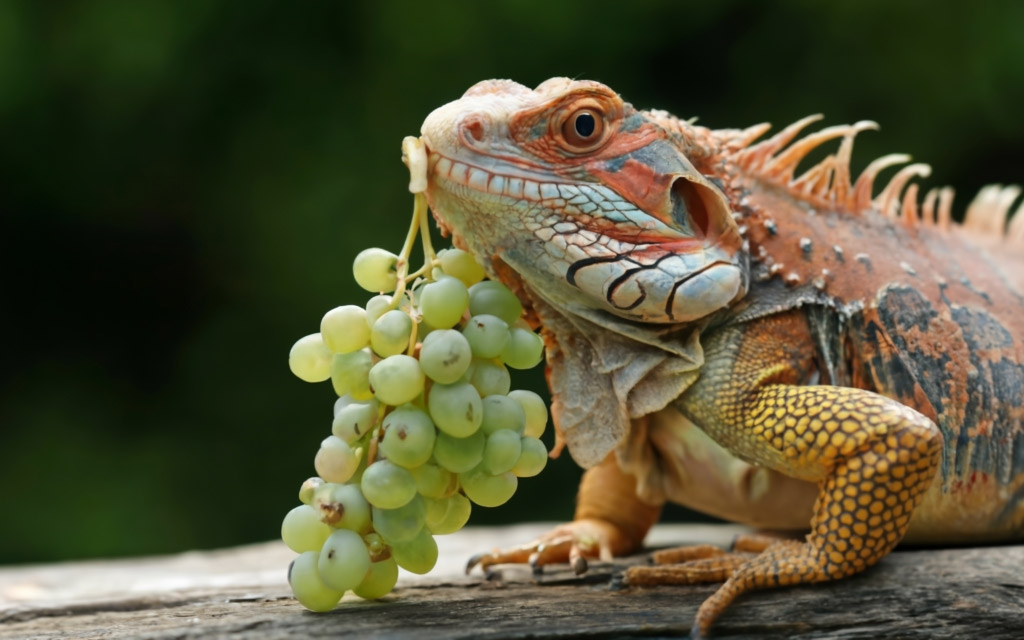 can bearded dragons eat grapes