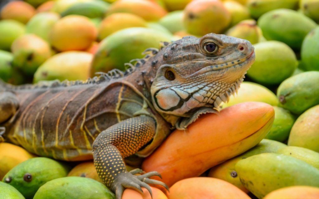 can bearded dragons eat grapes
