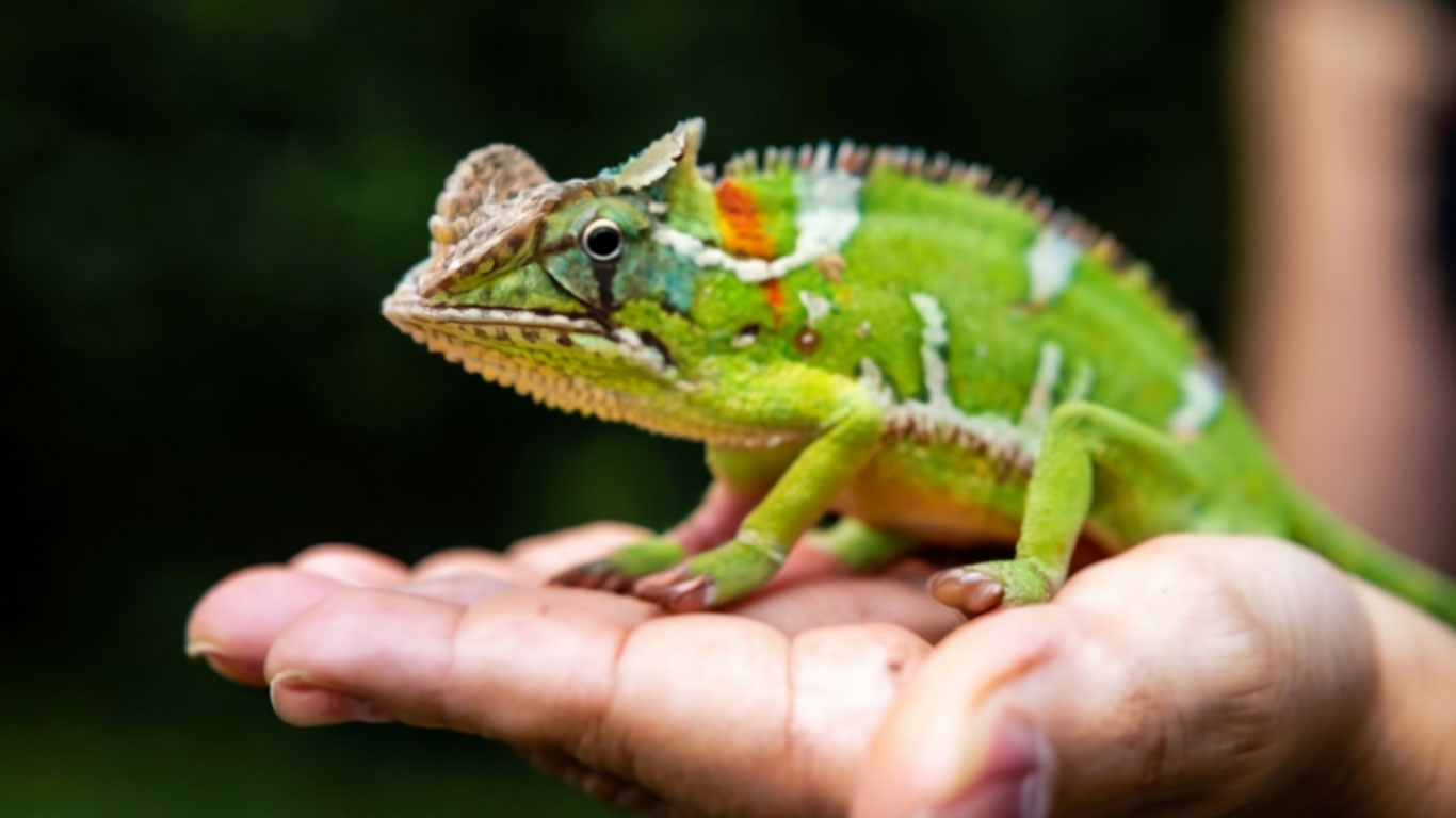 Are Chameleons Good Pets