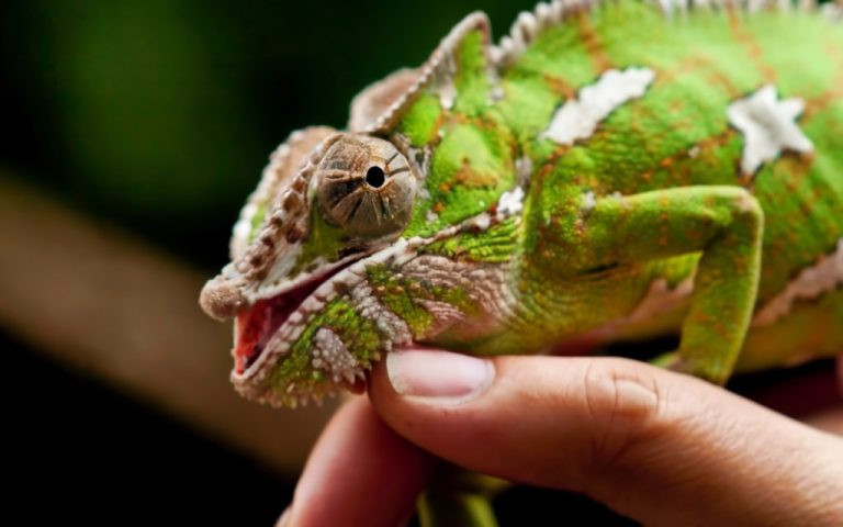 do chameleons bite