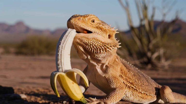 Can Bearded Dragons Eat Bananas