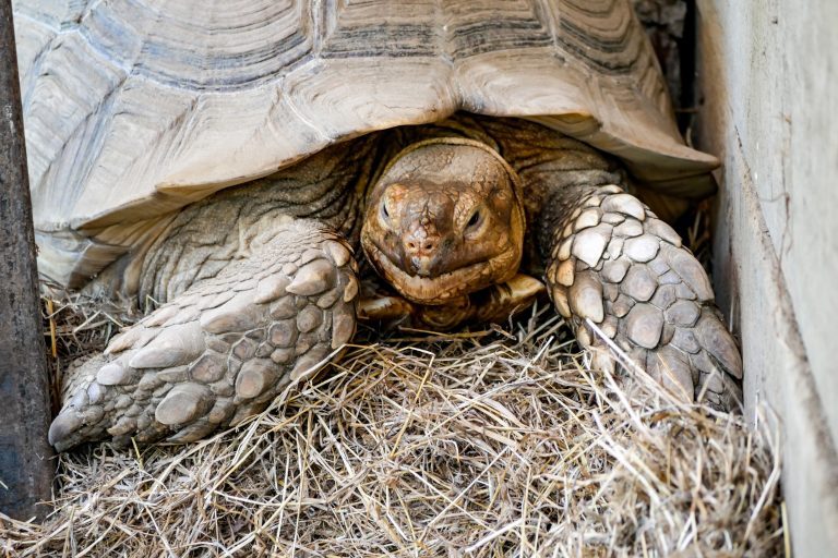 do tortoises hibernate