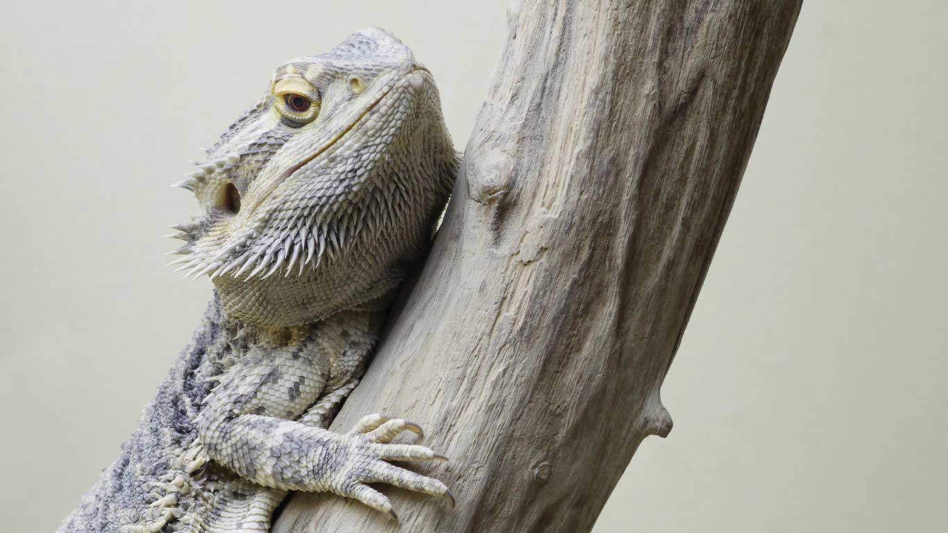 White Bearded Dragon