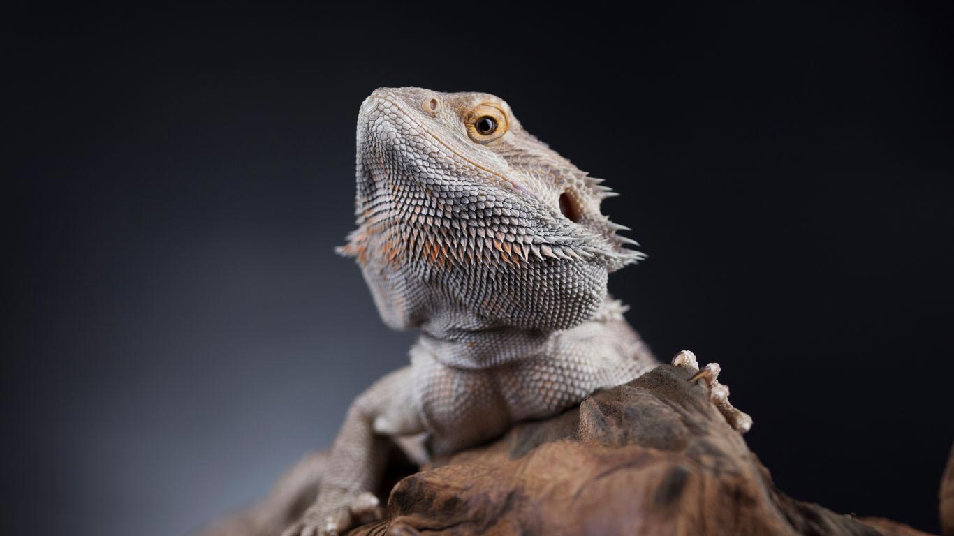 white bearded dragon habitat