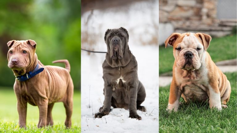 wrinkly dog breeds
