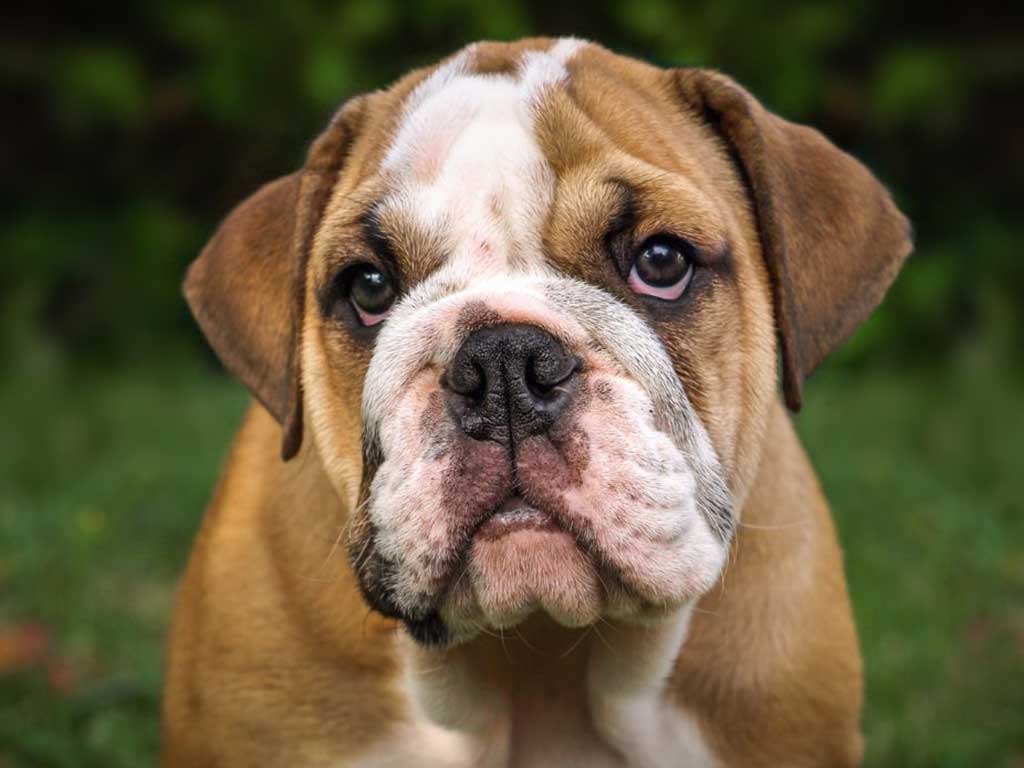bulldog