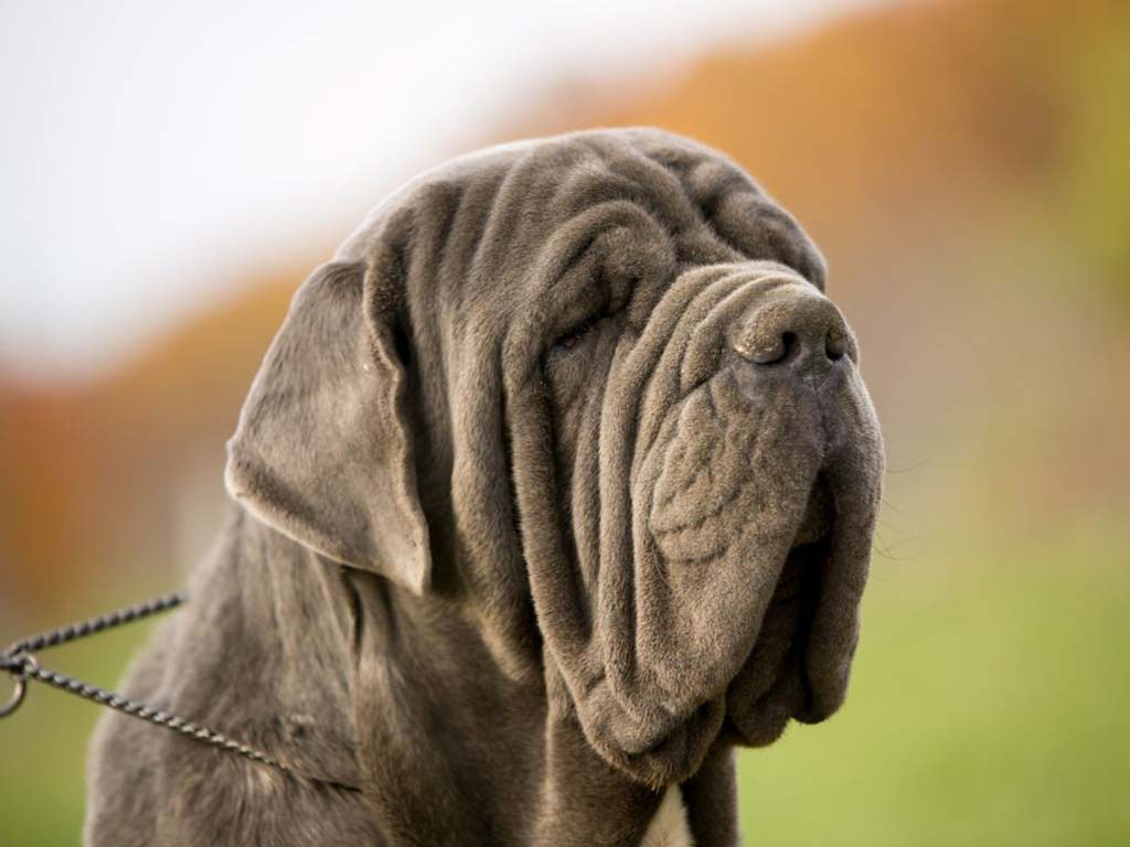 Neapolitan Mastiff