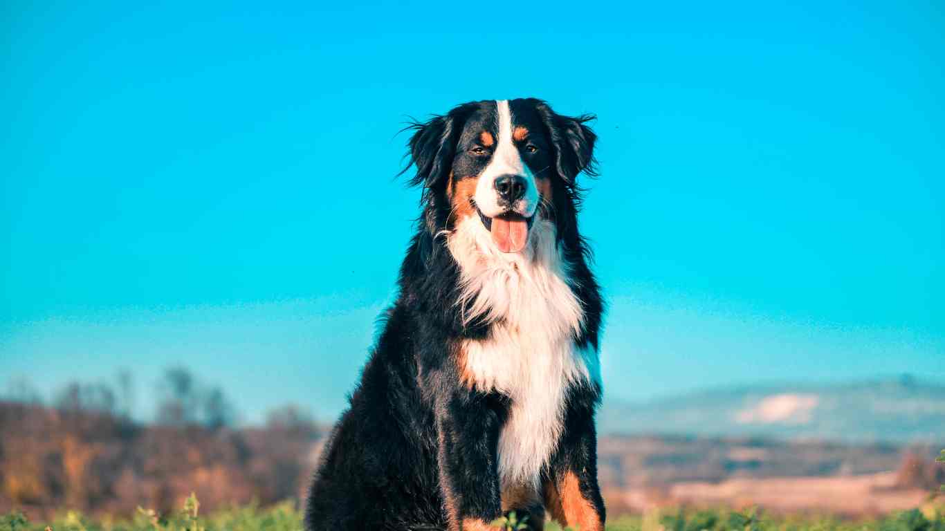 mini bernese mountain dog