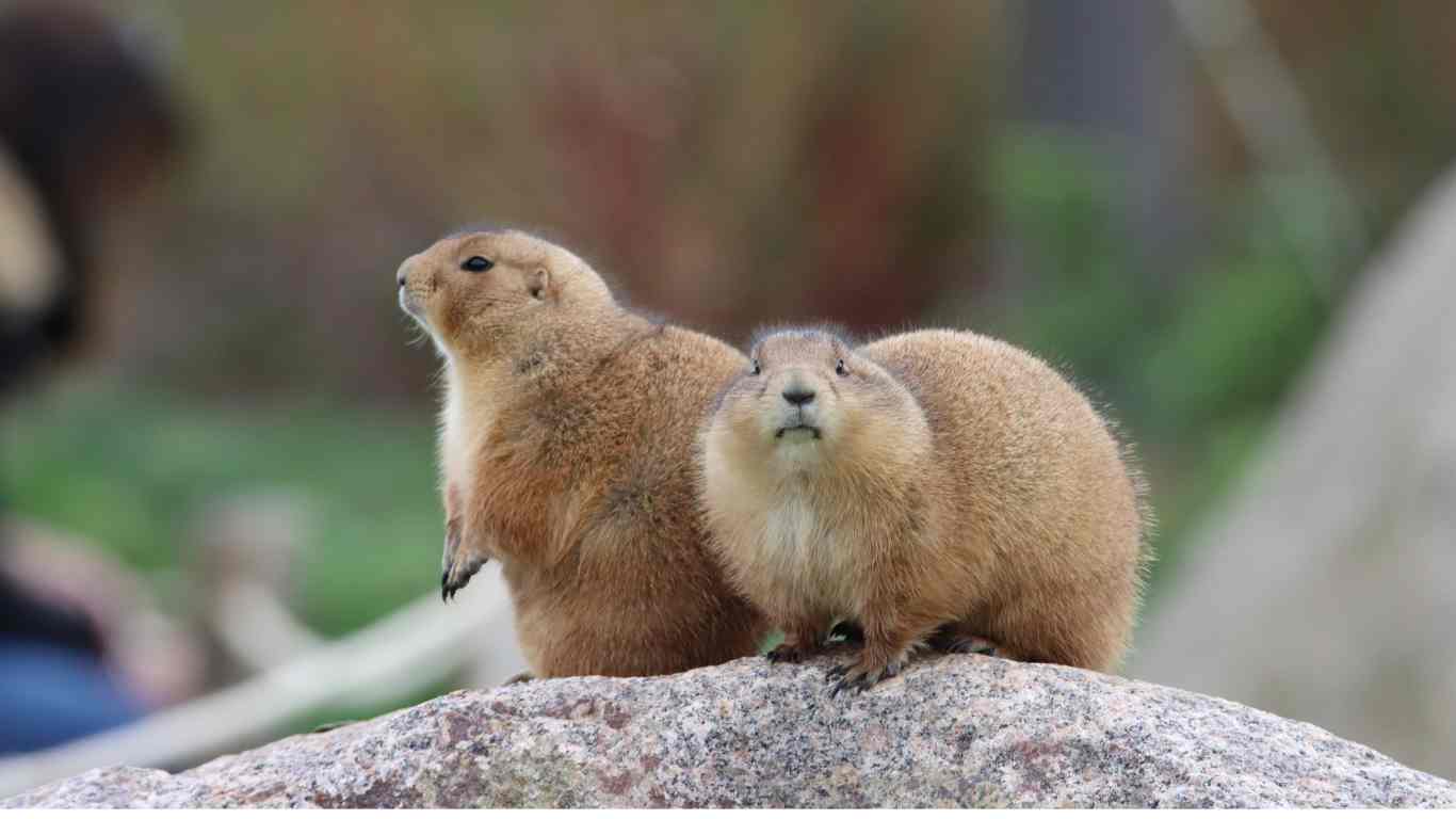 Prairie Dogs as Pets