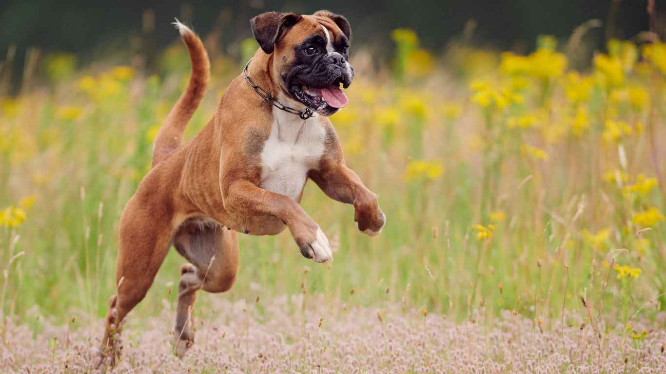 Why Boxers Are The Worst Dogs