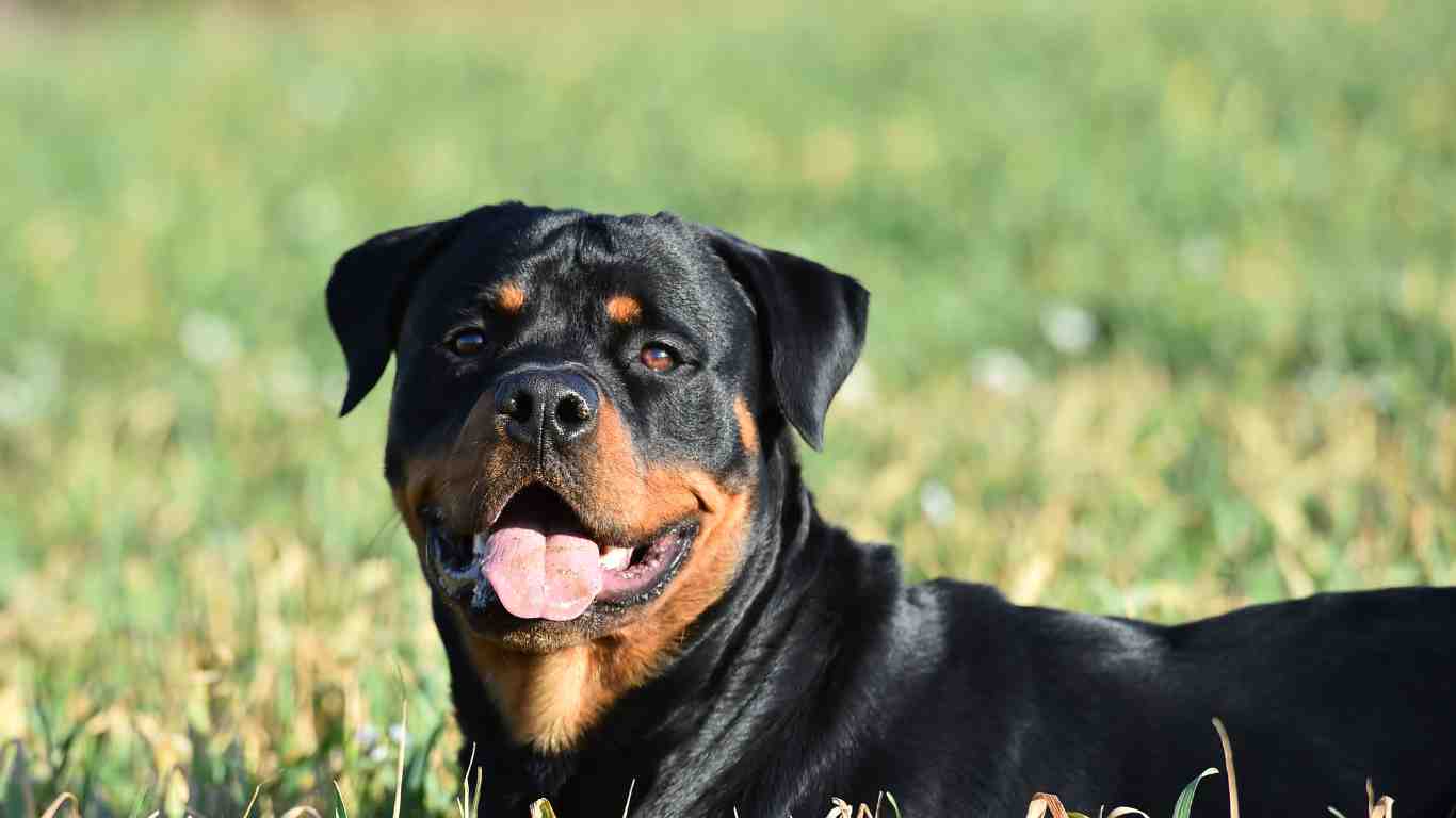 Doberman Rottweiler Mix