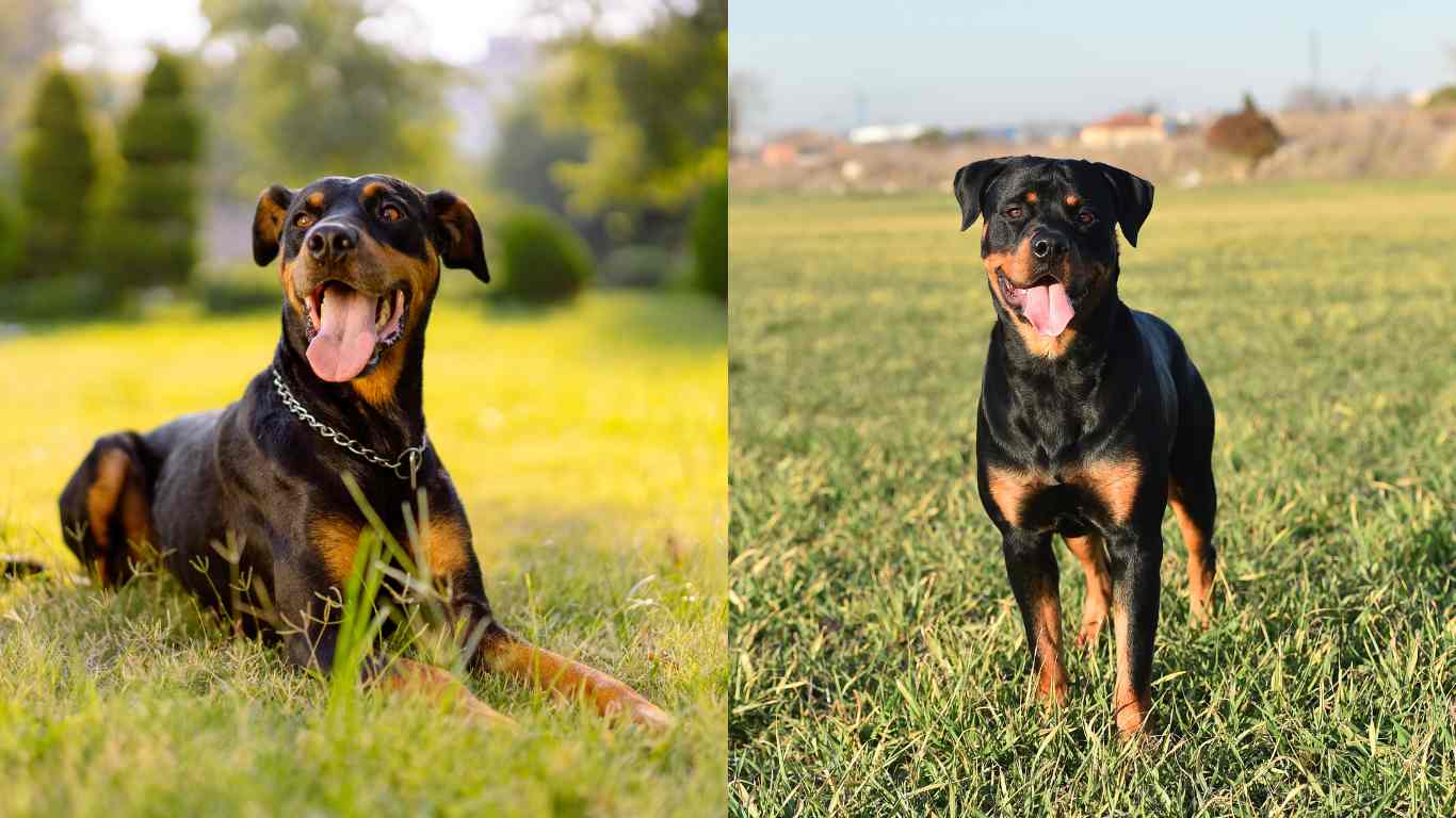 Doberman vs Rottweiler