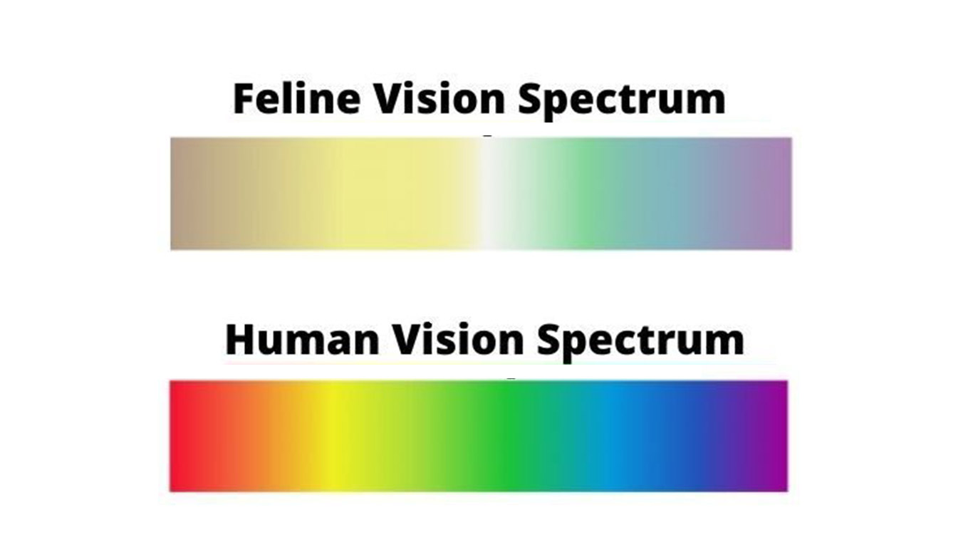 What Colors Can Cats See