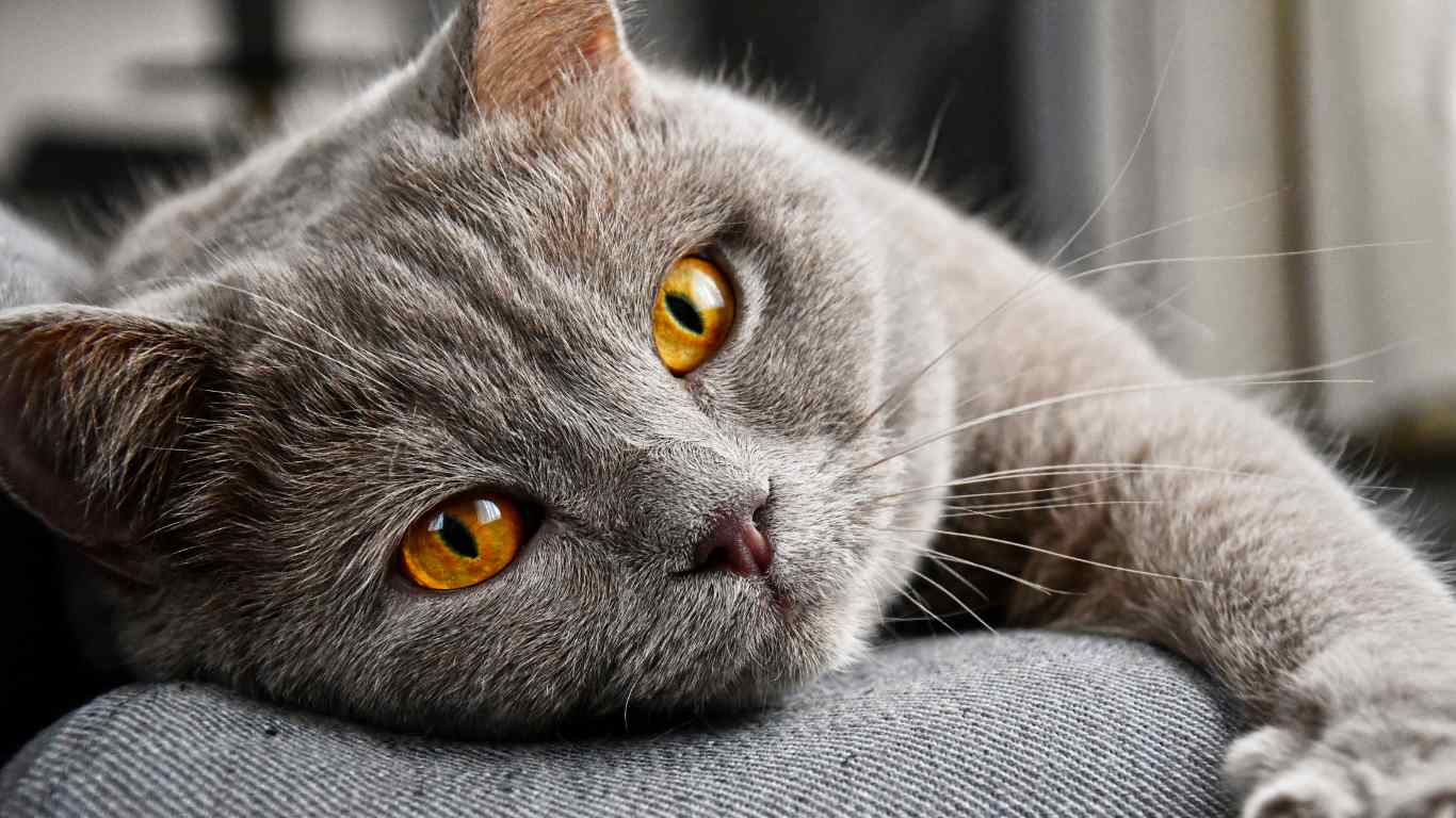 What Colors Can Cats See