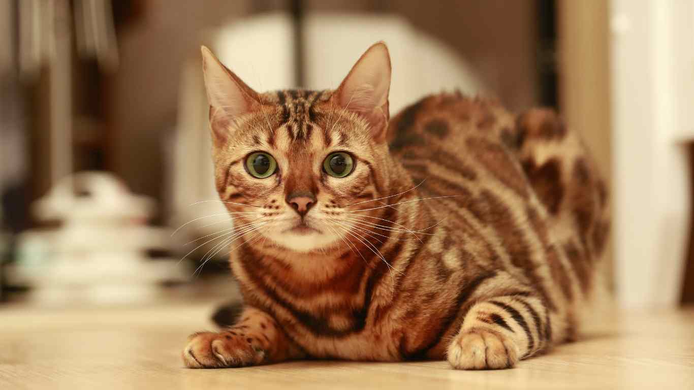 What Colors Can Cats See