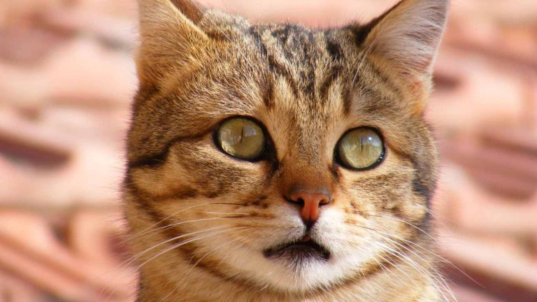 What Colors Can Cats See