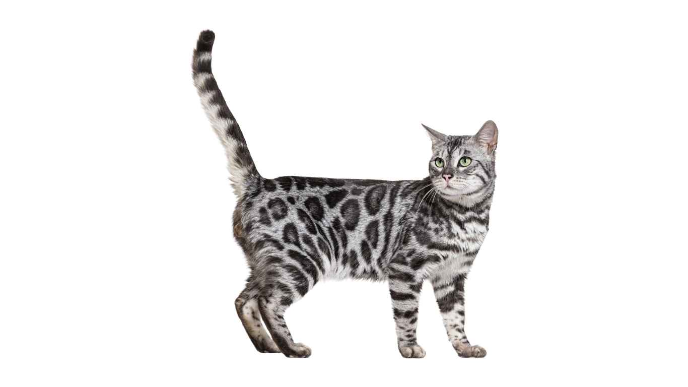 silver bengal cat in a regal pose Silver Bengal Cat