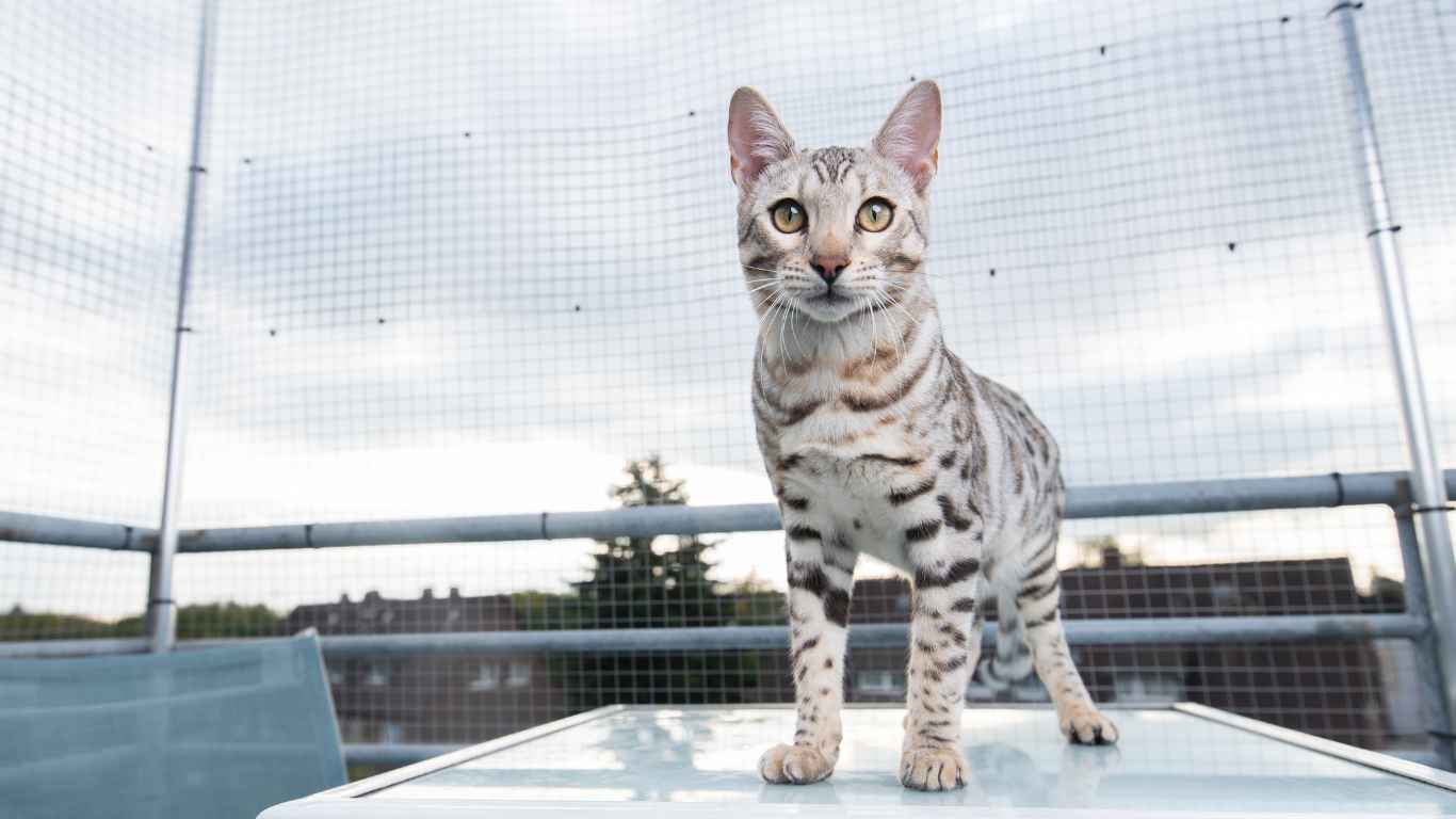 silver bengal cat temperament Silver Bengal Cat