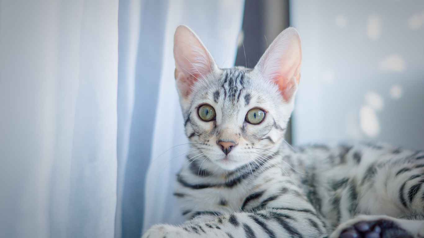 silver smoke bengal cat Silver Smoke Bengal Cat