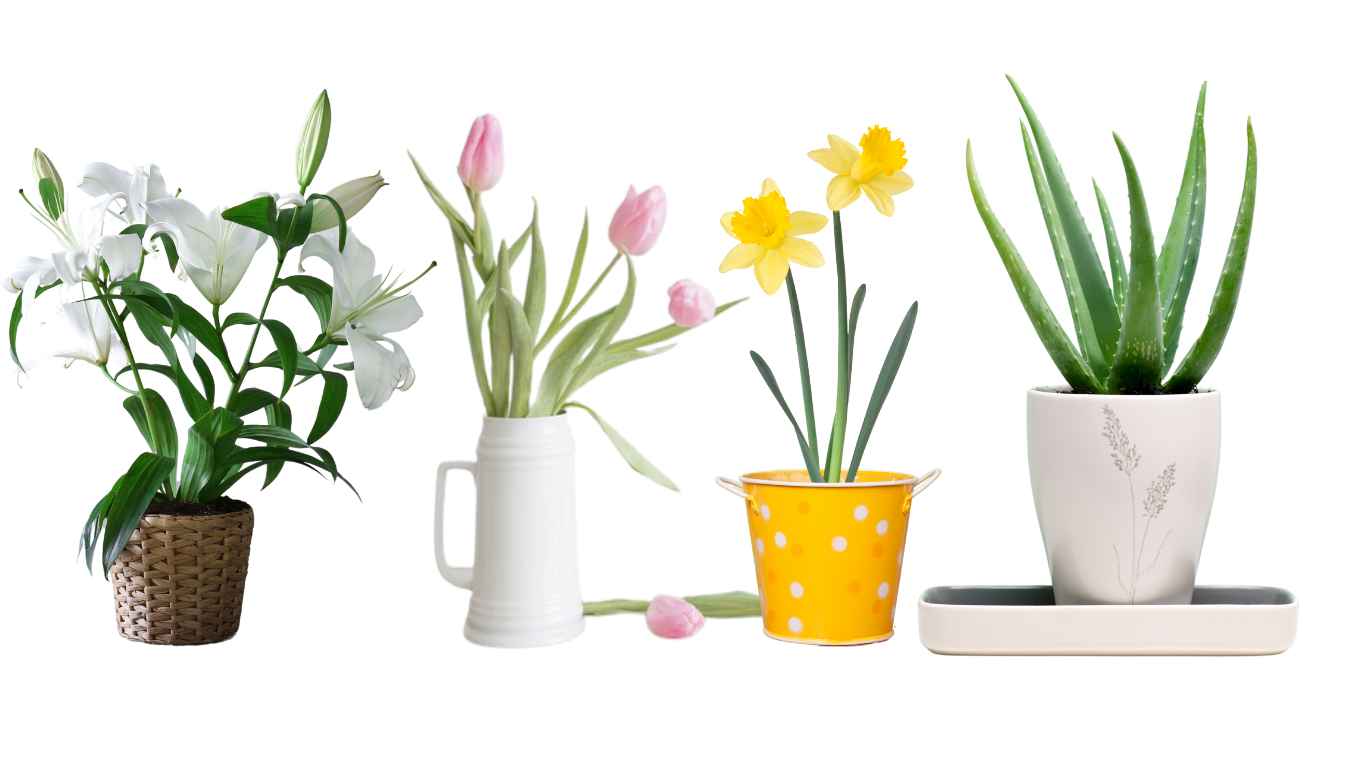 toxic plants for pets