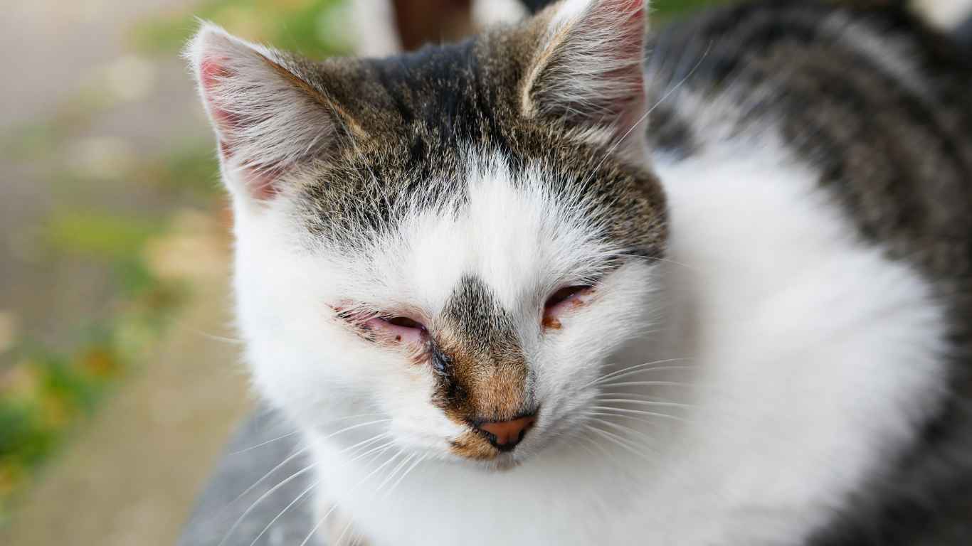 Preventing Parvo in Cats