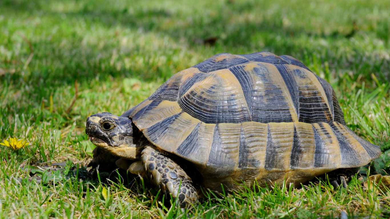 Greek Tortoise