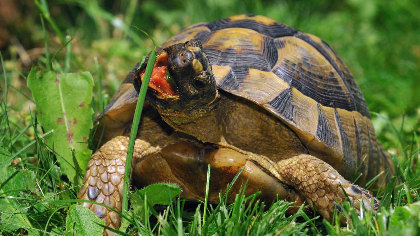 Greek Tortoise