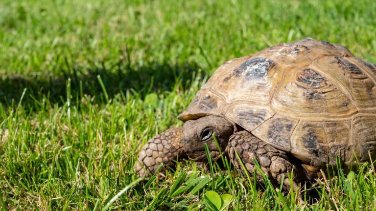 Greek Tortoise Care Guide & Essential Tips