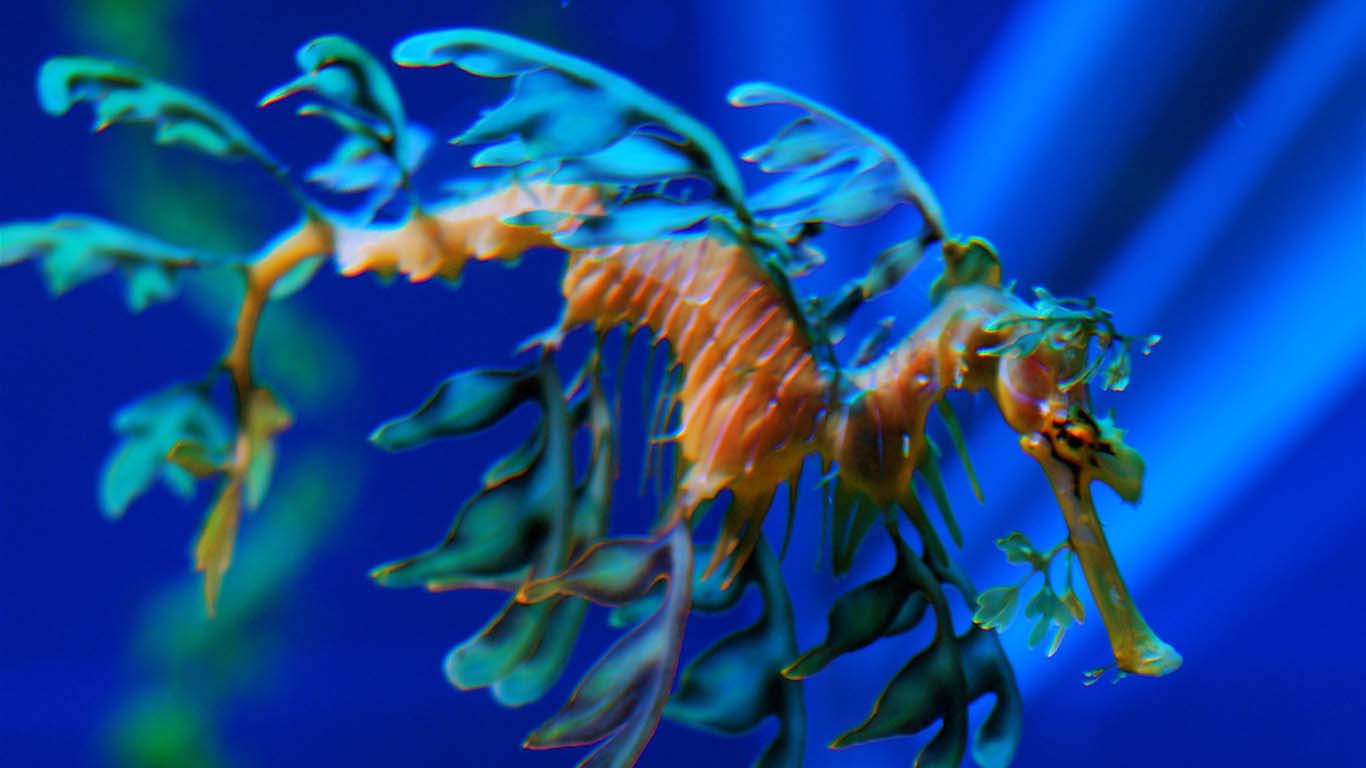 Pets Similar to Sea Monkeys