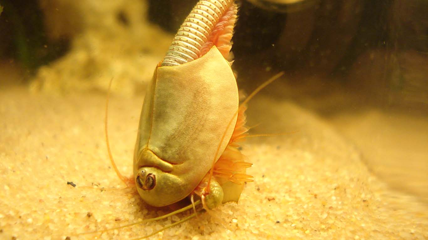 Pets Similar to Sea Monkeys