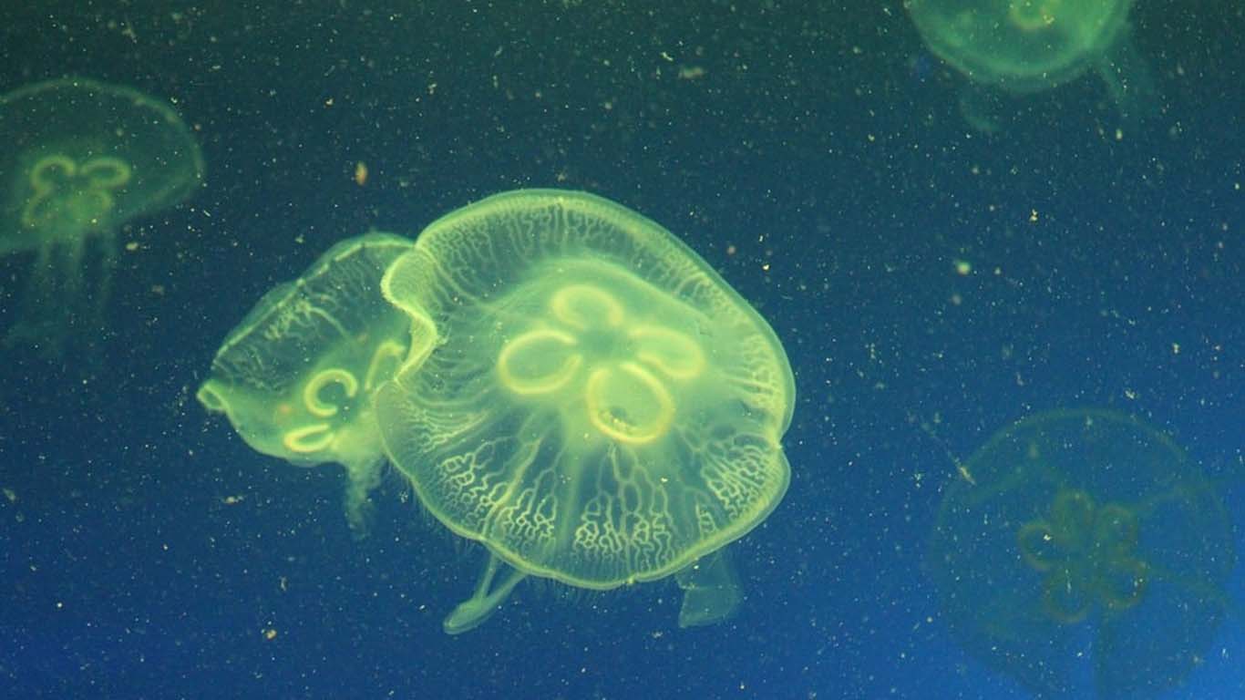 freshwater jellyfish