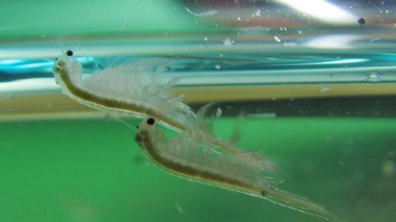 Pets Similar to Sea Monkeys