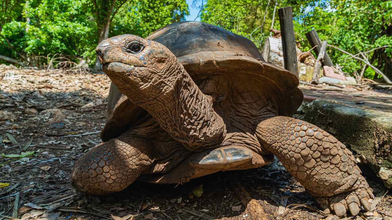 Aldabra Giant Tortoise