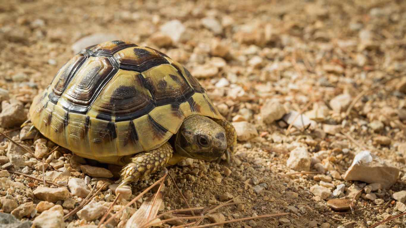 African Spurred Tortoise