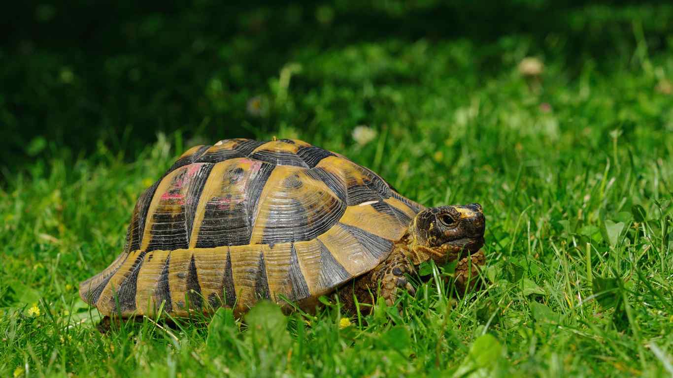 Greek Tortoise