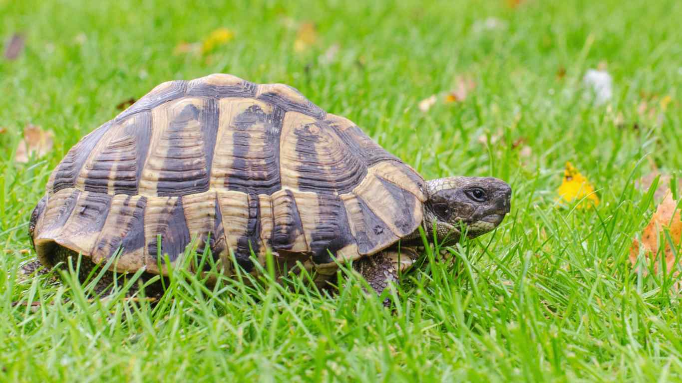 Greek Tortoise