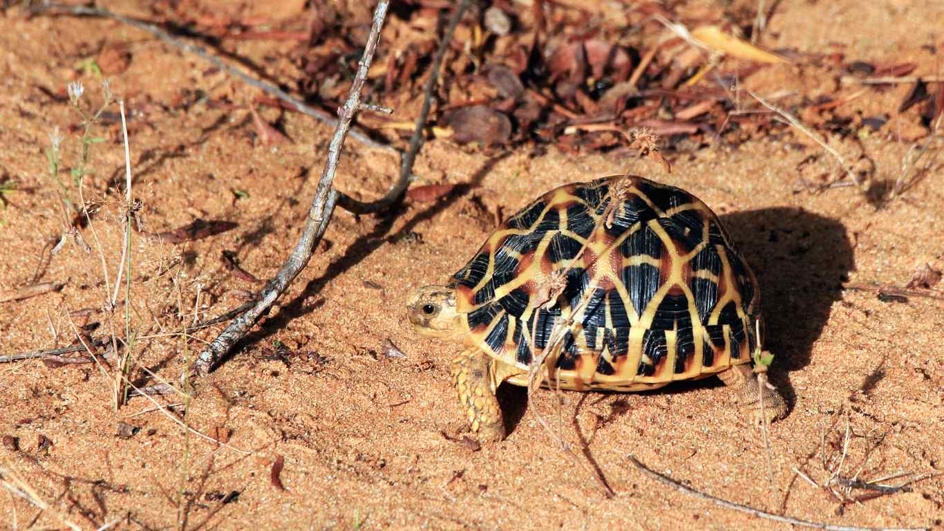 Indian Star Tortoise
