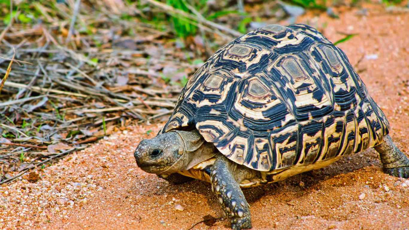 Hingeback Tortoise