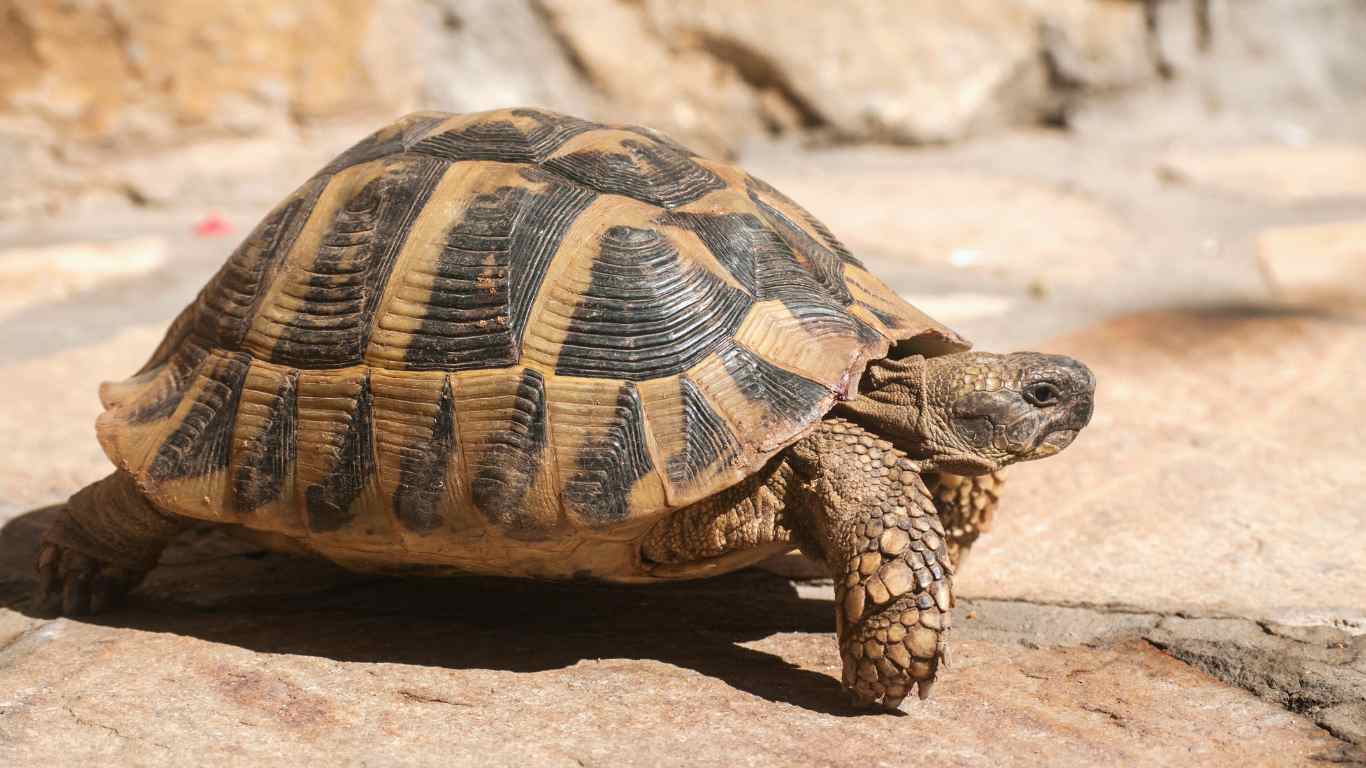 Hermann's Tortoise