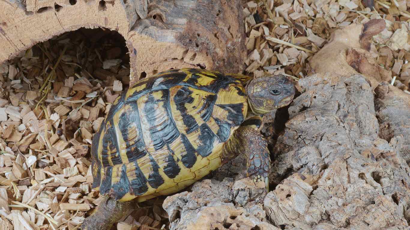 Southern European Habitat