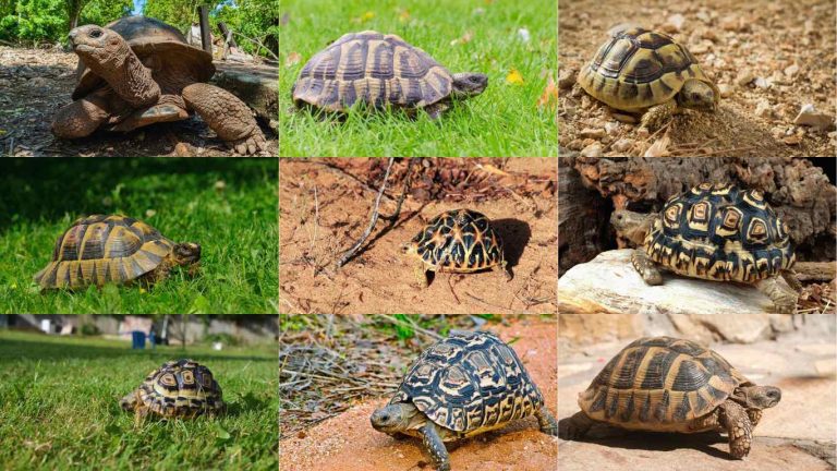 types of tortoise