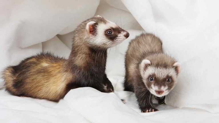How Long Do Ferrets Live
