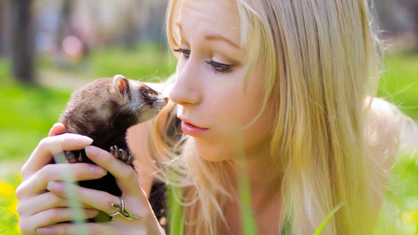 Ferret Care