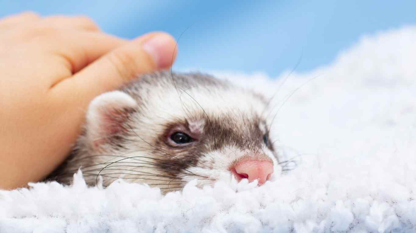 Common Health Issues in Ferrets