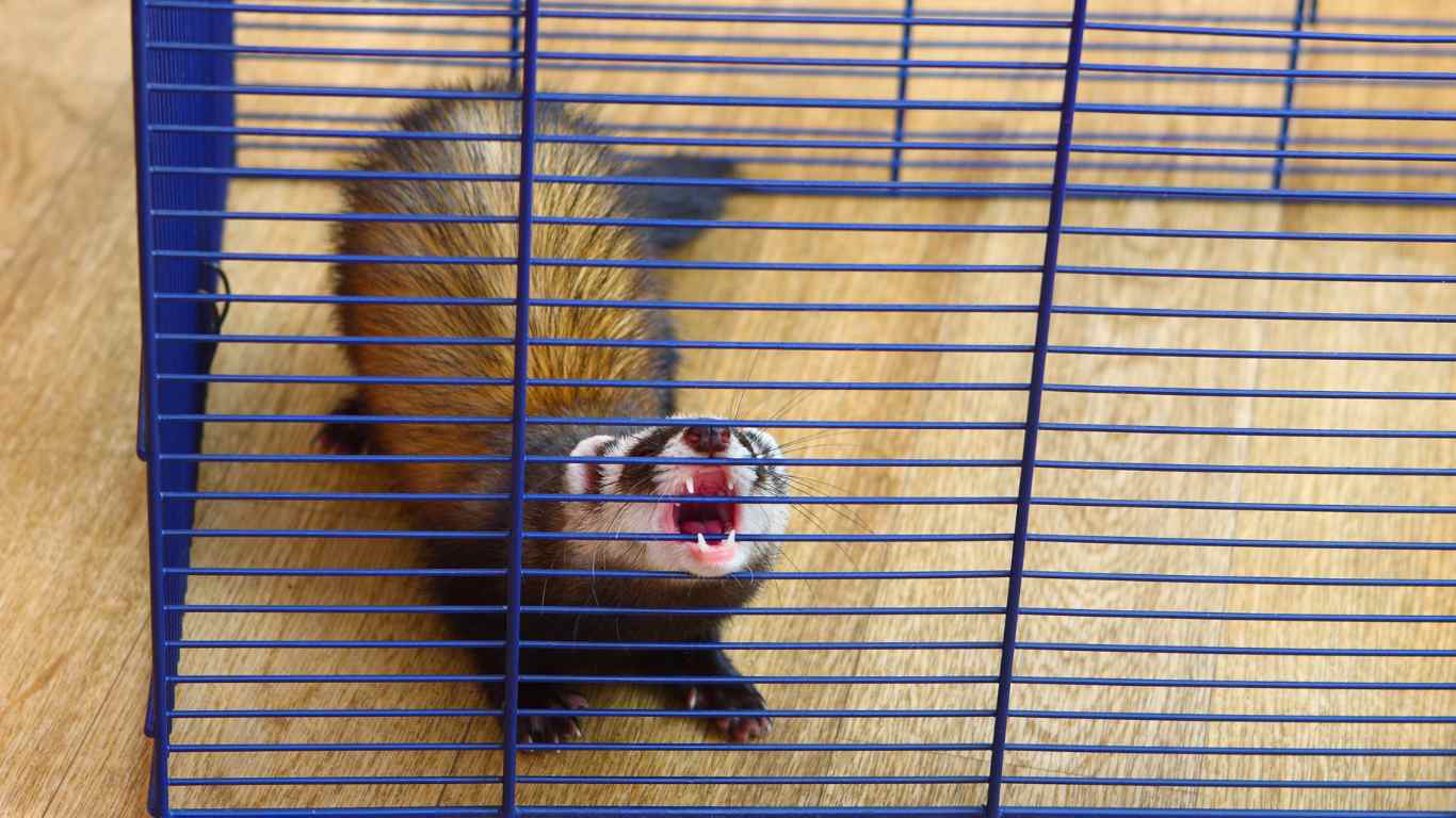 How Long Do Ferrets Live in Captivity