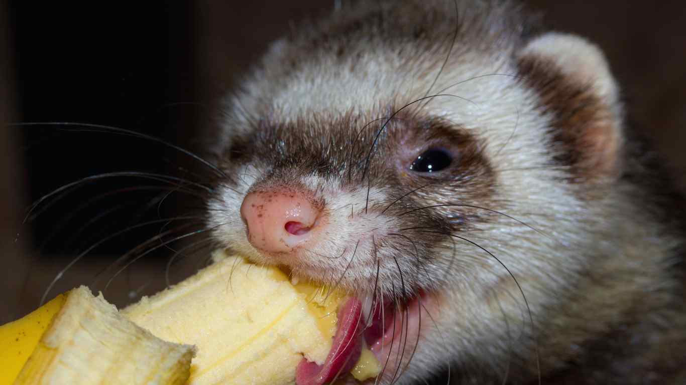 Nutrition And Diet For A Healthy Ferret
