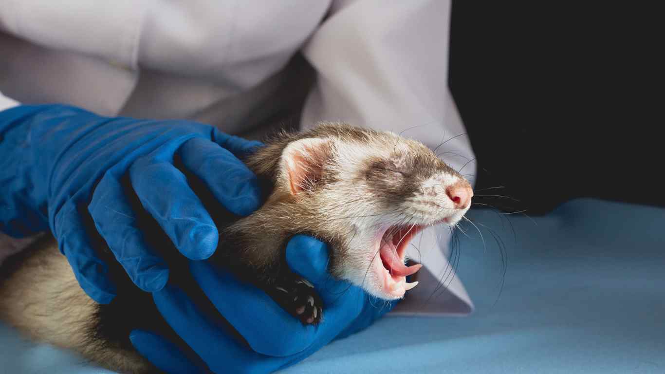 Ferret Veterinary Care