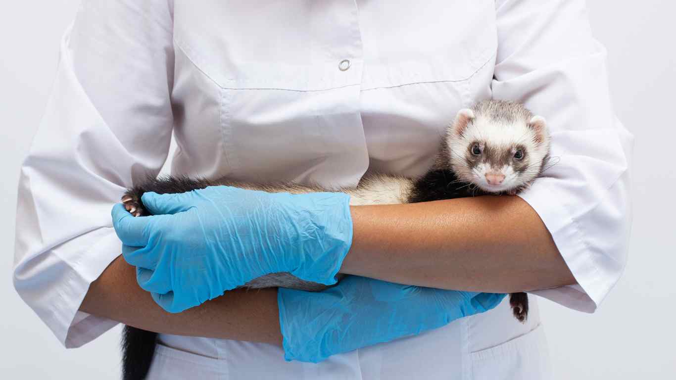 Ferret Veterinary Care
