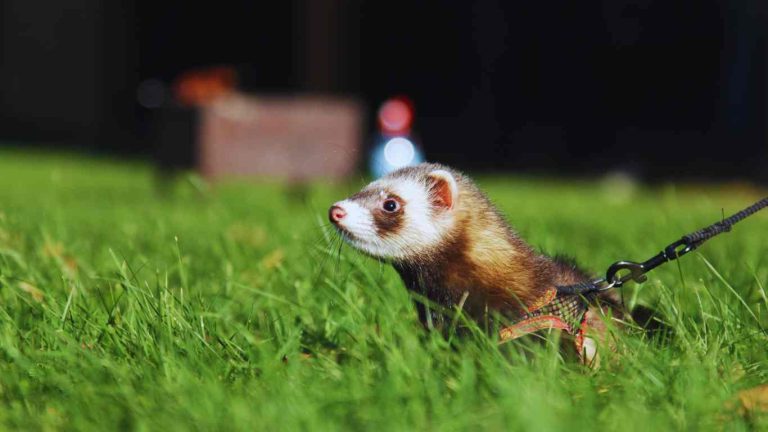 Ferrets as Pets