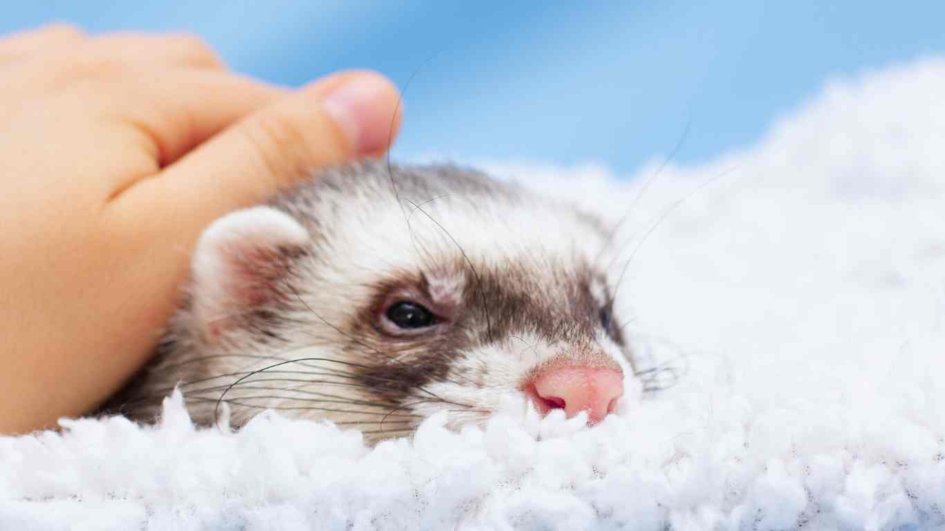 Ferrets as Pets